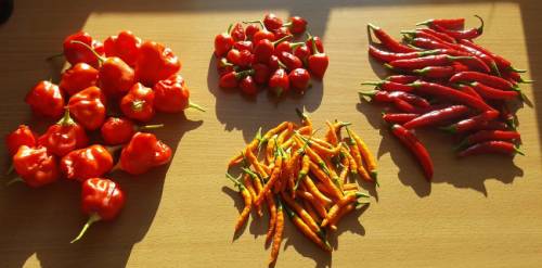 chilli16.jpg