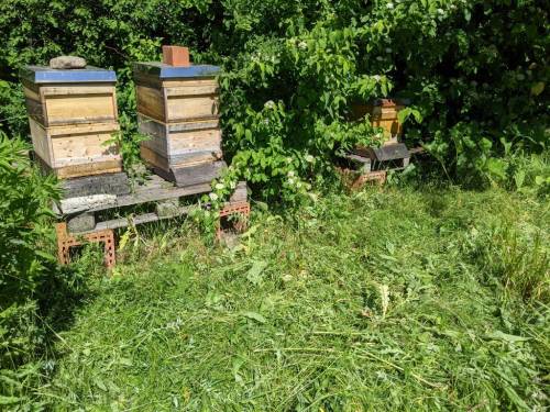 bienen13062021.jpg