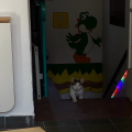 cat.png