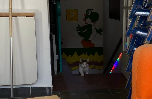cat.png